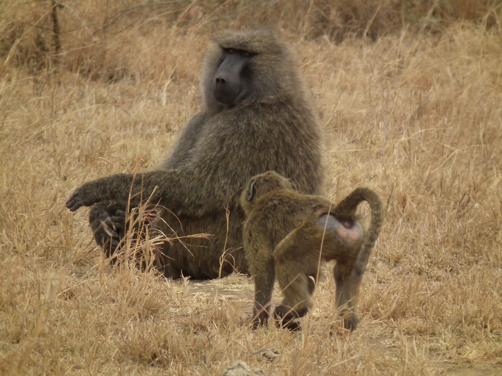 Baboon
