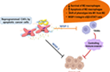 폐암 면역치료 새 기전 규명 이미지
