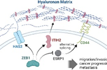 히알루론산의 폐암 전이 촉진 기전 규명 및 타깃 약물 발굴 이미지