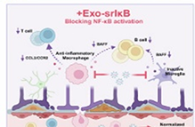 NF-&kappa;B 억제 단백질 탑재 엑소좀을 이용한 노화 관련 뇌 염증 완화 효과 연구 이미지