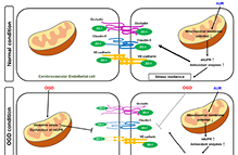 뇌손상 보호 위한 뇌혈관장벽 강화 전략 이미지