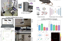 AI 동작(보행/포즈) 추정 분석을 활용한 소동물 노화 관련 운동학 변화 연구 이미지