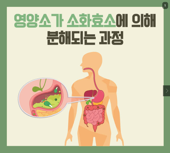 영양소가 소화 효소에 의해 분해되는 과정