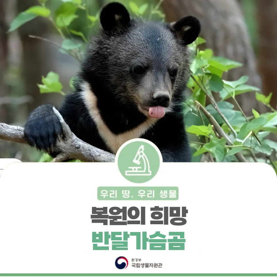 [우리땅,우리생물] 복원의 희망 '반달가슴곰'
