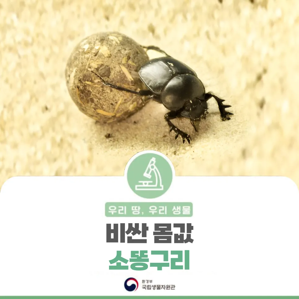 [우리땅,우리생물] 비싼 몸값 ‘소똥구리’