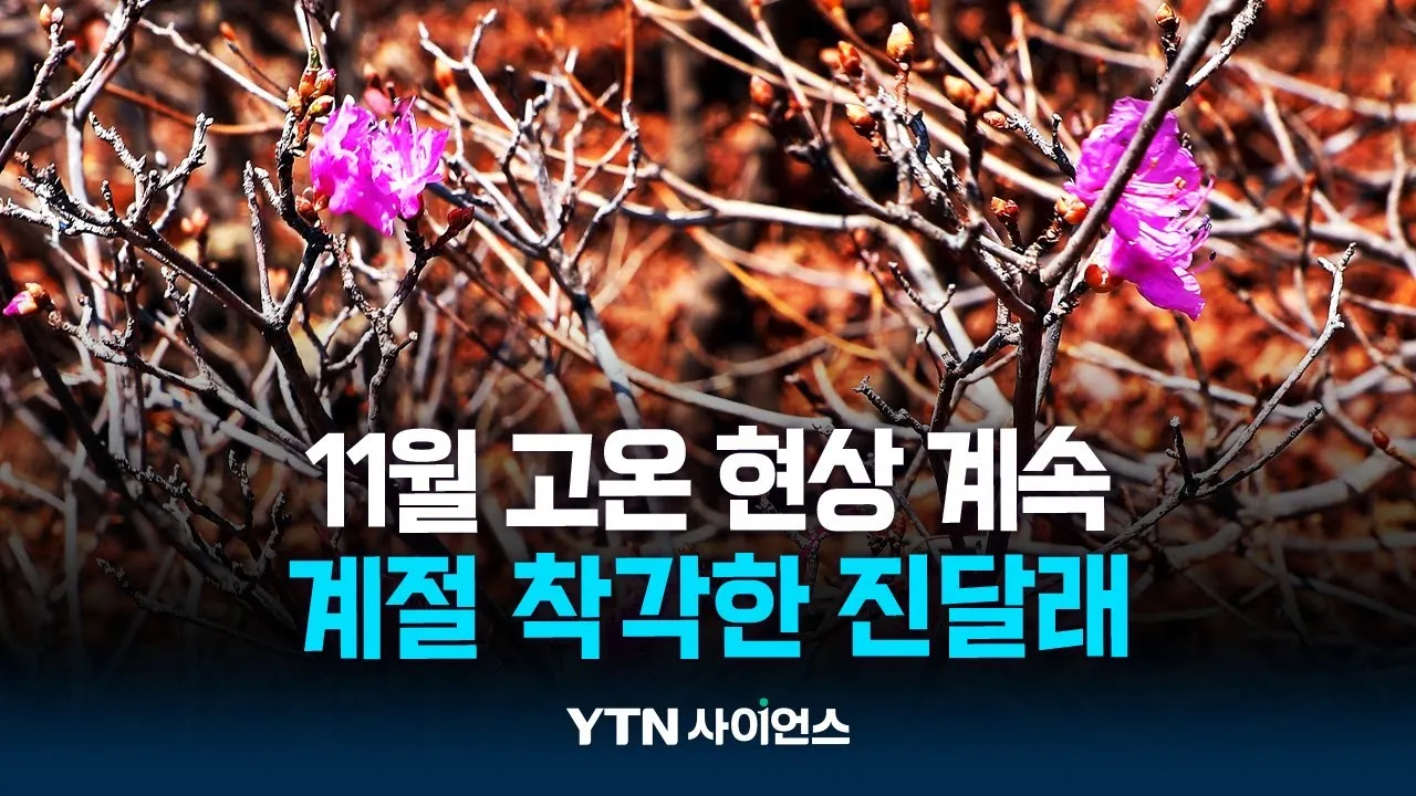 11월에 핀 진달래 