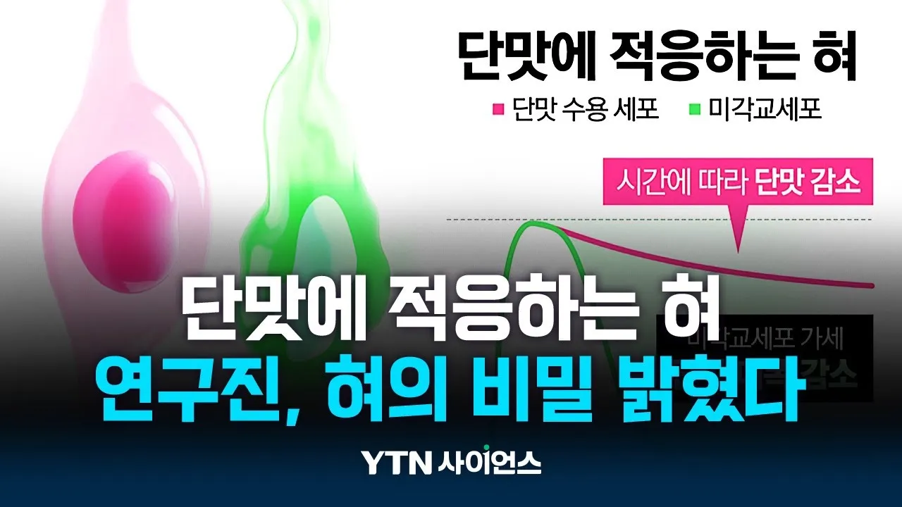 왜 단맛이 점점 무뎌질까?...혀의 비밀 밝혔다