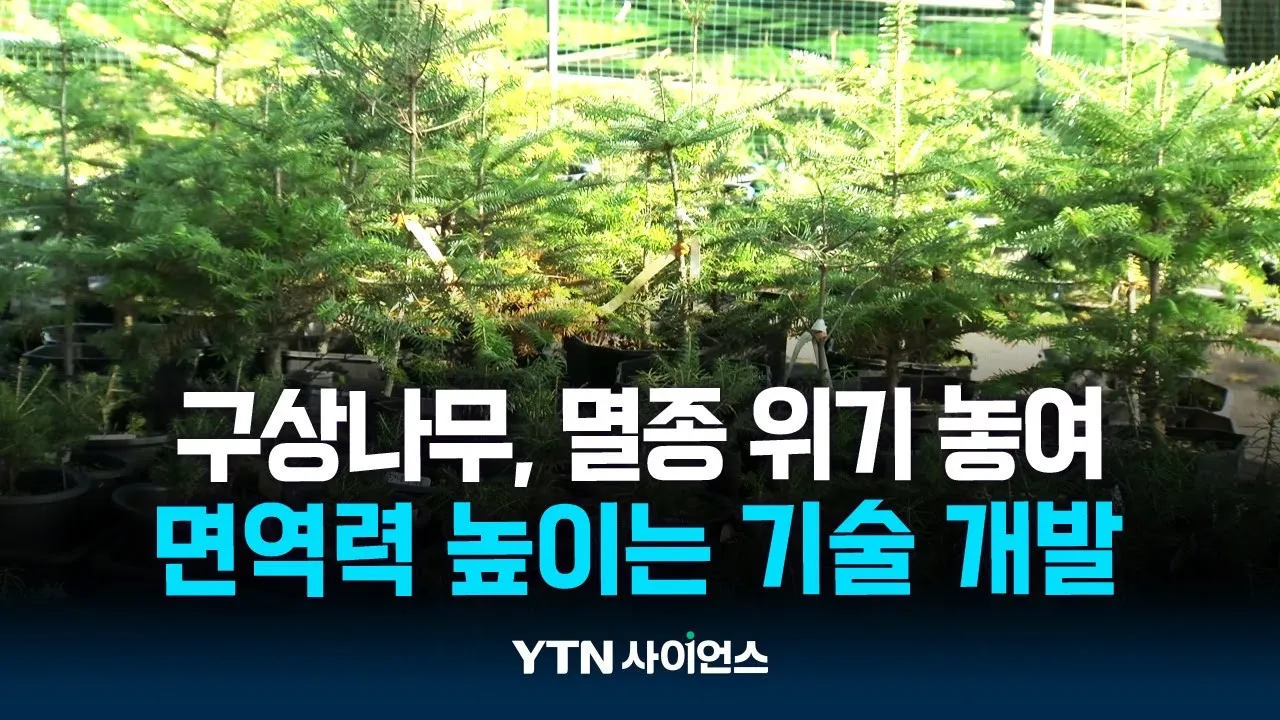 크리스마스트리 구상나무 고사 위기...우리 손으로 극복한다!