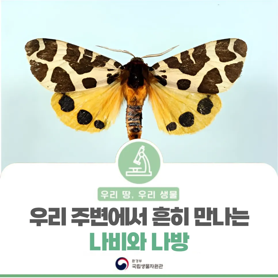 [우리땅,우리생물] 우리 주변에서 흔히 만나는 나비와 나방