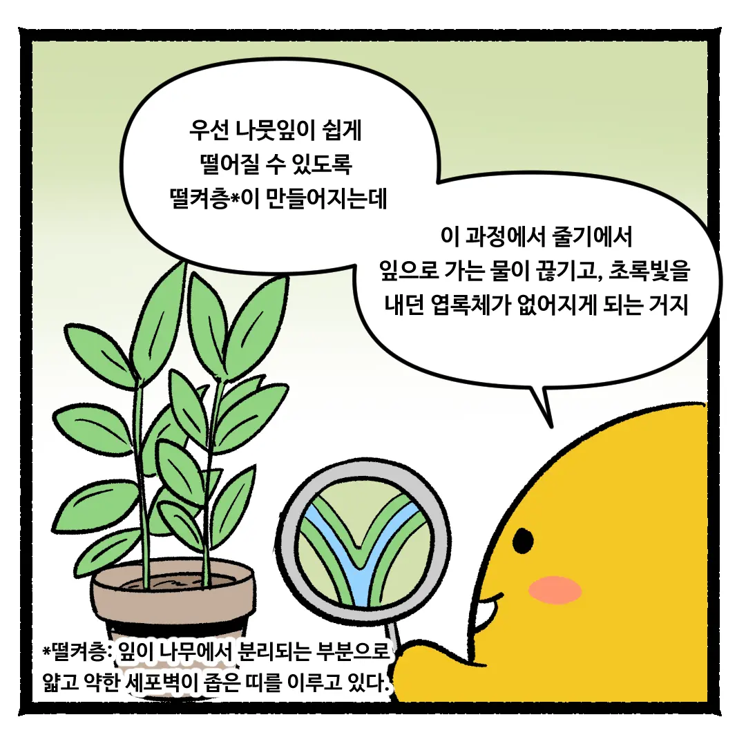 19화_나뭇잎의 색깔이 알록달록하게 변하는 이유