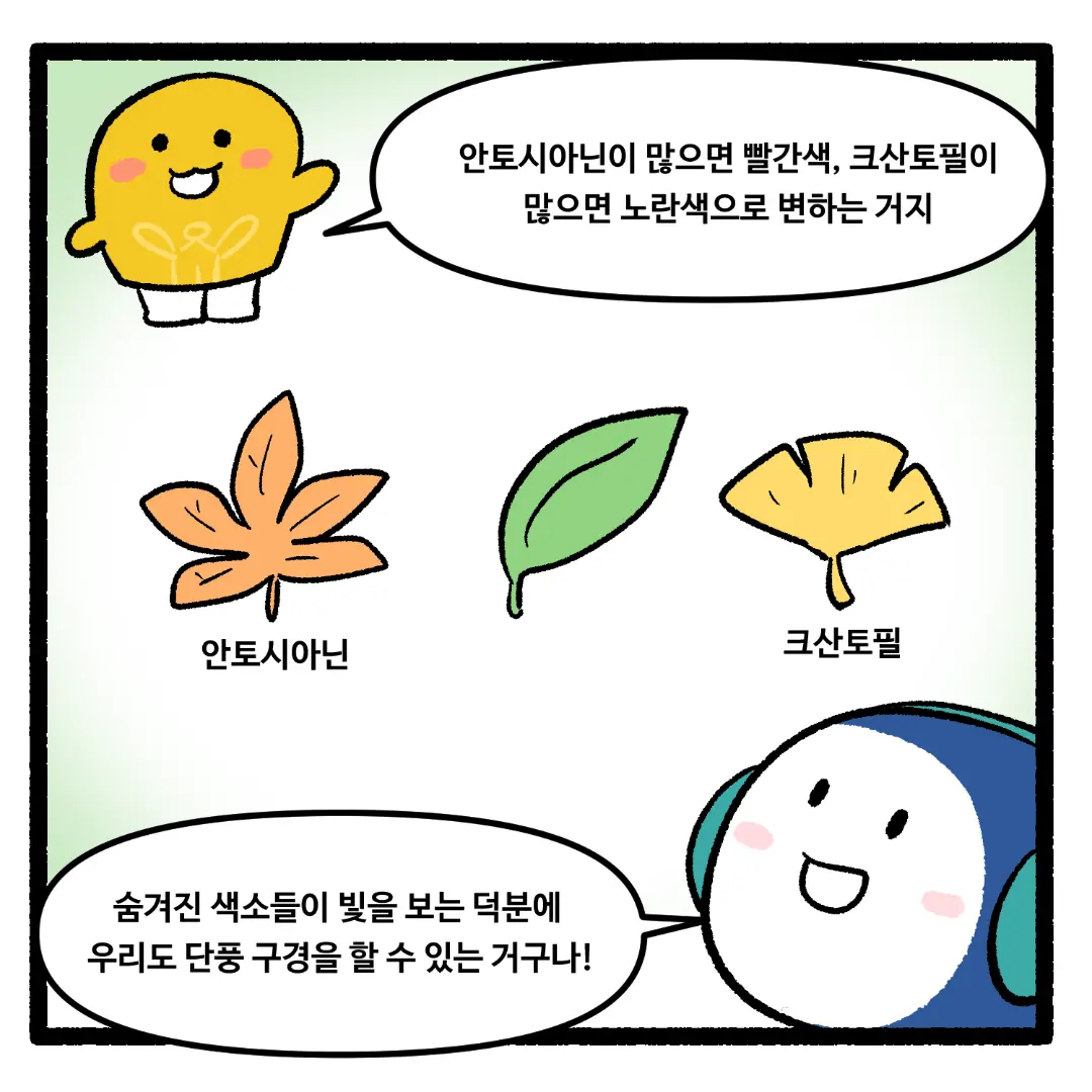 19화_나뭇잎의 색깔이 알록달록하게 변하는 이유