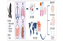 박쥐 유사장기로 미래 팬데믹 막는다 이미지1