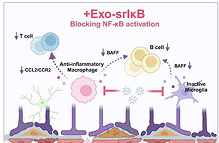 NF-&kappa;B 억제 단백질 탑재 엑소좀을 이용한 노화 관련 뇌 염증 완화 효과 연구 이미지