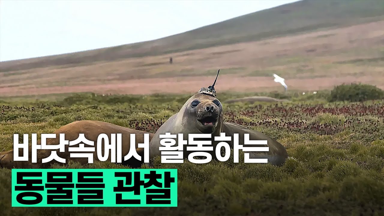[핫클립] 동물의 행동을 어떻게 관찰할까