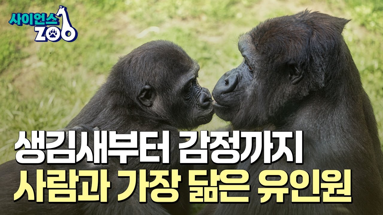 [사이언스ZOO] 사람과 가장 닮은 동물로 알려진 '유인원'