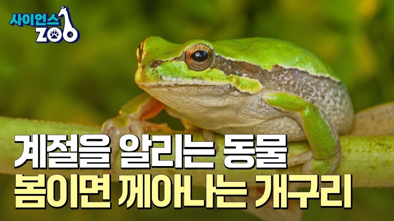 [사이언스ZOO] 겨울잠 자는 동물, 개구리의 생존 전략