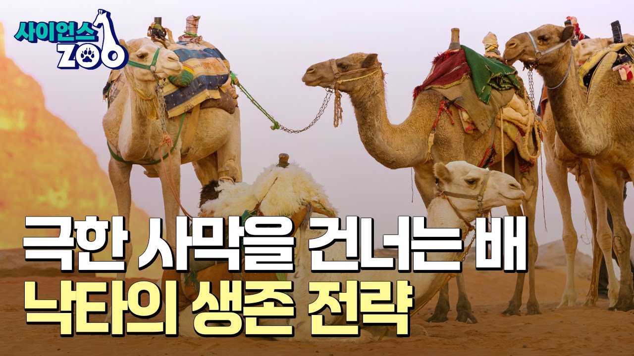 [사이언스 ZOO] 사막의 신비, 낙타의 환상적인 능력