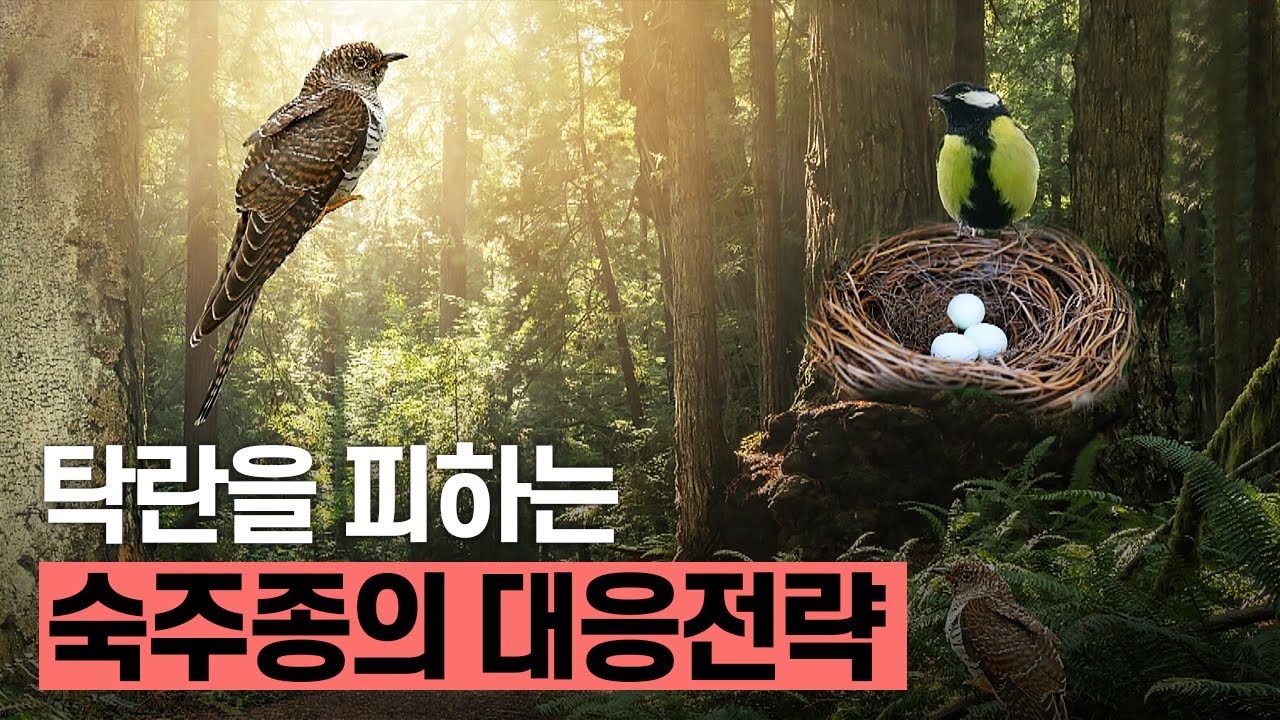 [핫클립] 탁란을 피하기 위한 숙주종의 대응책은