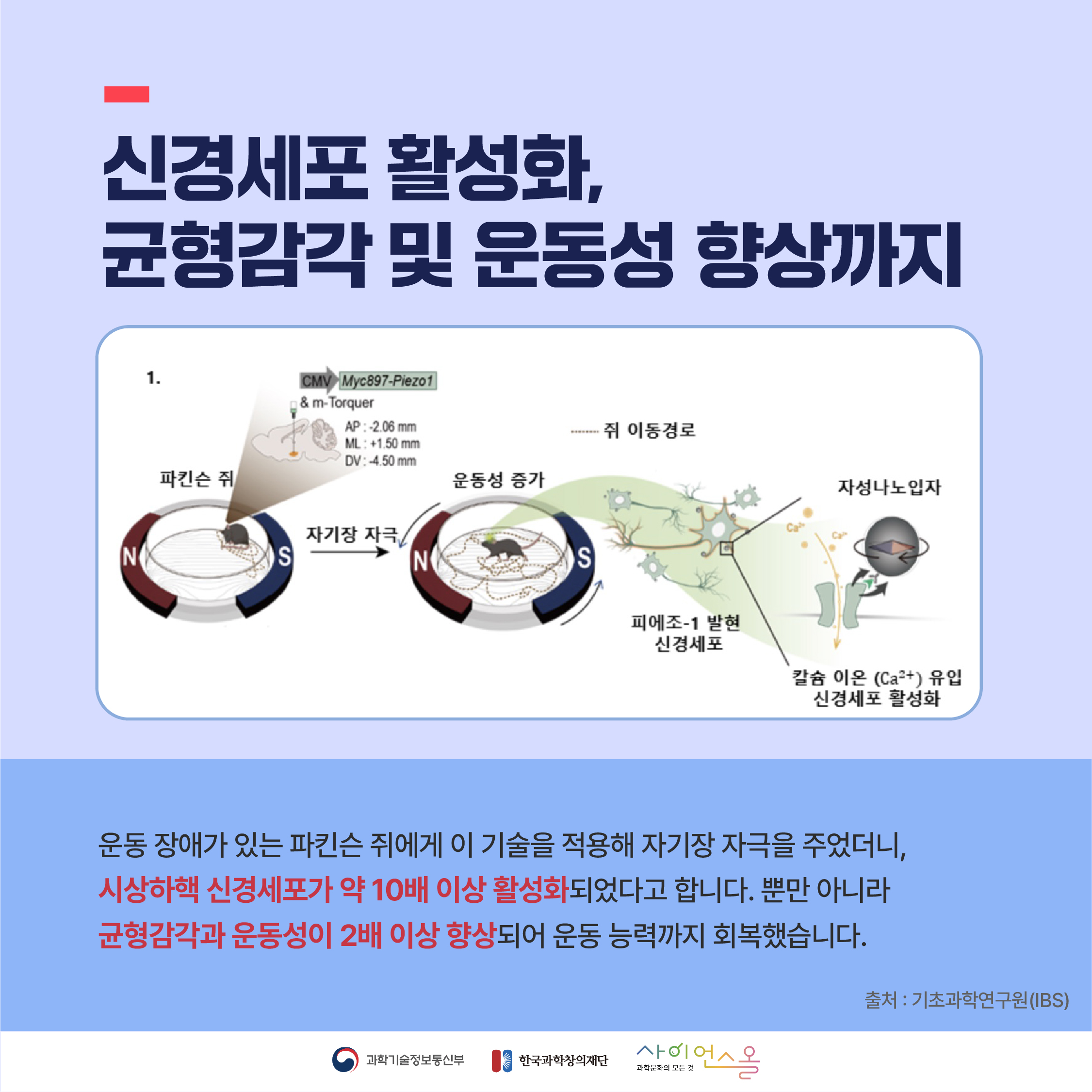 신경세포 활성화, 균형감각 및 운동성 향상까지 운동 장애가 있는 파킨슨 쥐에게 이 기술을 적용해 자기장 자극을 주었더니, 시상하핵 신경세포가 약 10배 이상 활성화되었다고 합니다. 뿐만 아니라 균형감각과 운동성이 2배 이상 향상되어 운동 능력까지 회복했습니다.