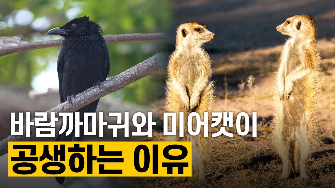 [핫클립] 바람까마귀와 미어캣의 공생과 속임수 전략