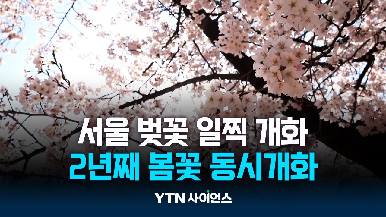 서울 벚꽃 어제 개화 예년보다 7일 빨라