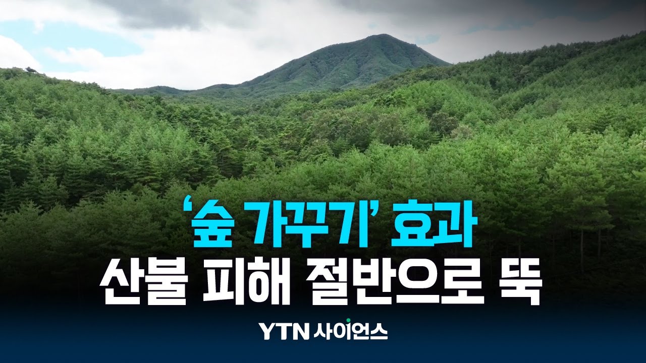 검증된 '숲 가꾸기' 효과...산불 피해 절반으로 '뚝'