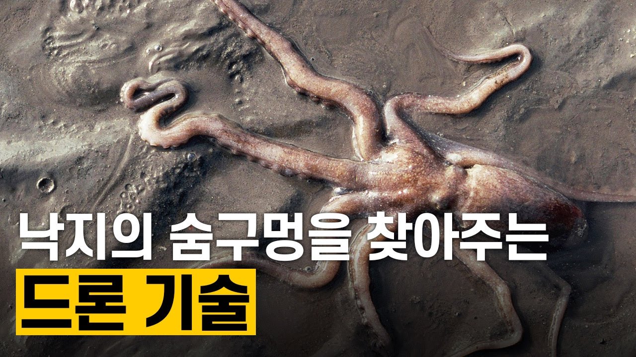 [핫클립] 낙지 구멍인 부럿을 파악하는 드론 기술