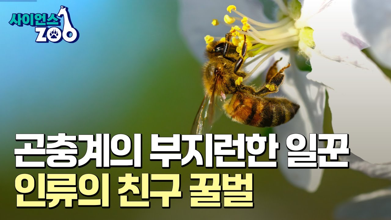 [사이언스ZOO] 꿀벌이 주는 농작물과 인류에게 미치는 영향