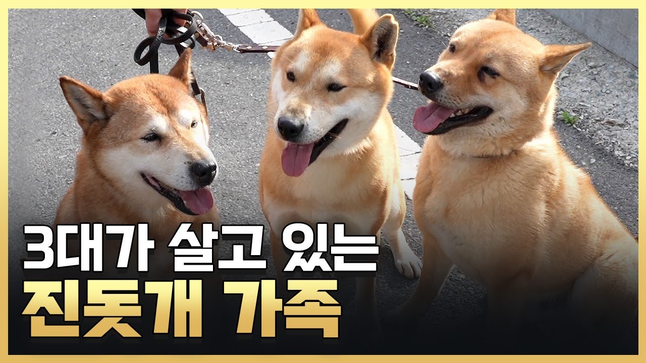 [황금나침반] 출구 없는 매력덩어리 진똑개를 찾아서