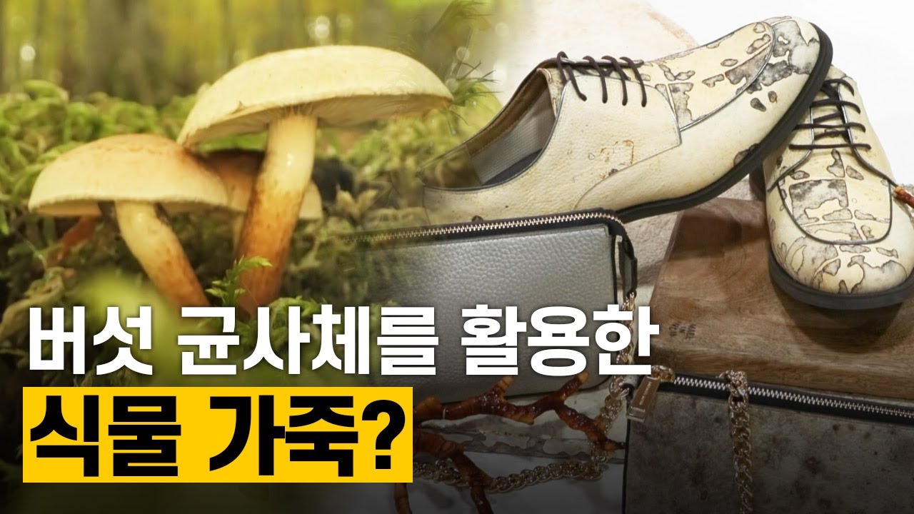 [핫클립] 버섯 균사체를 활용한 가죽 소재 연구