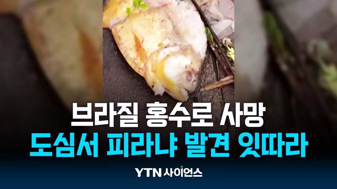 브라질 홍수로 사망·실종 252명...도심서 피라냐 발견 잇따라