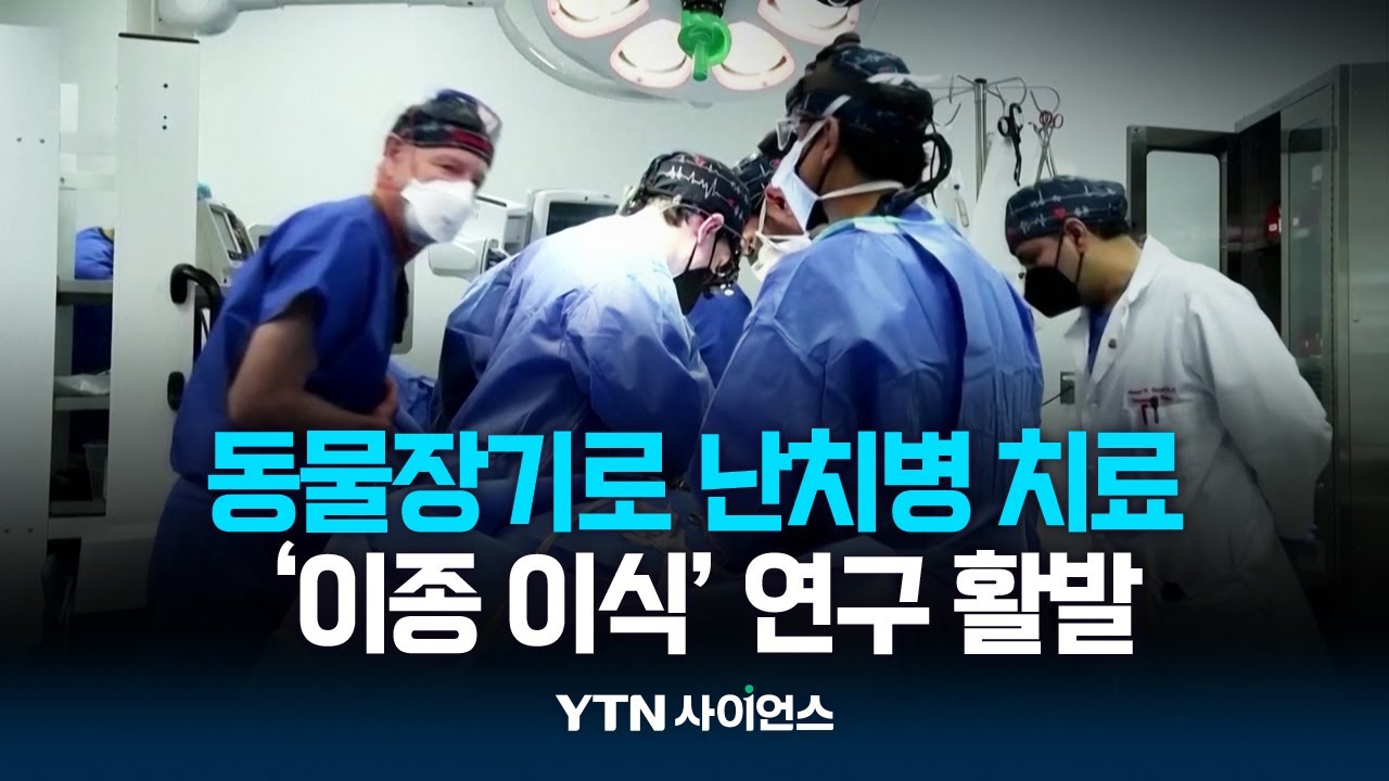돼지 장기를 사람에...이종 장기 이식 어려운 이유는?