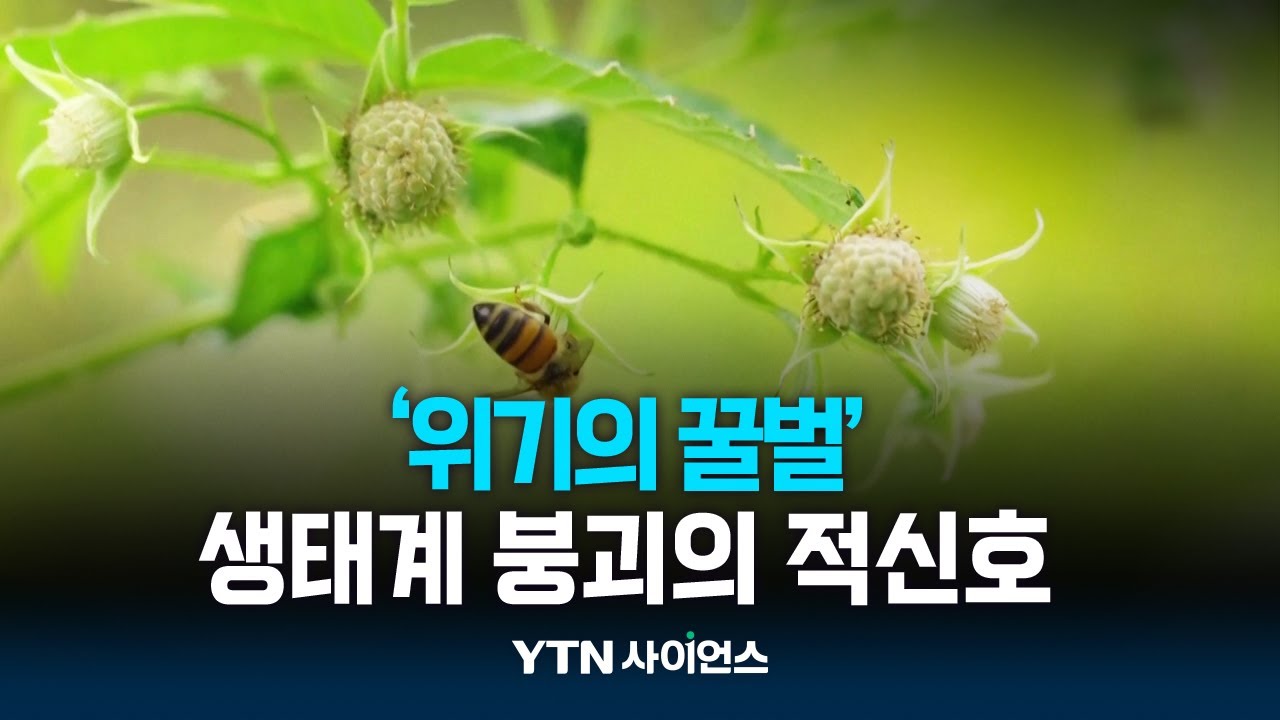 꿀벌 사라지면 인간도 멸종 생태계 위협 경고