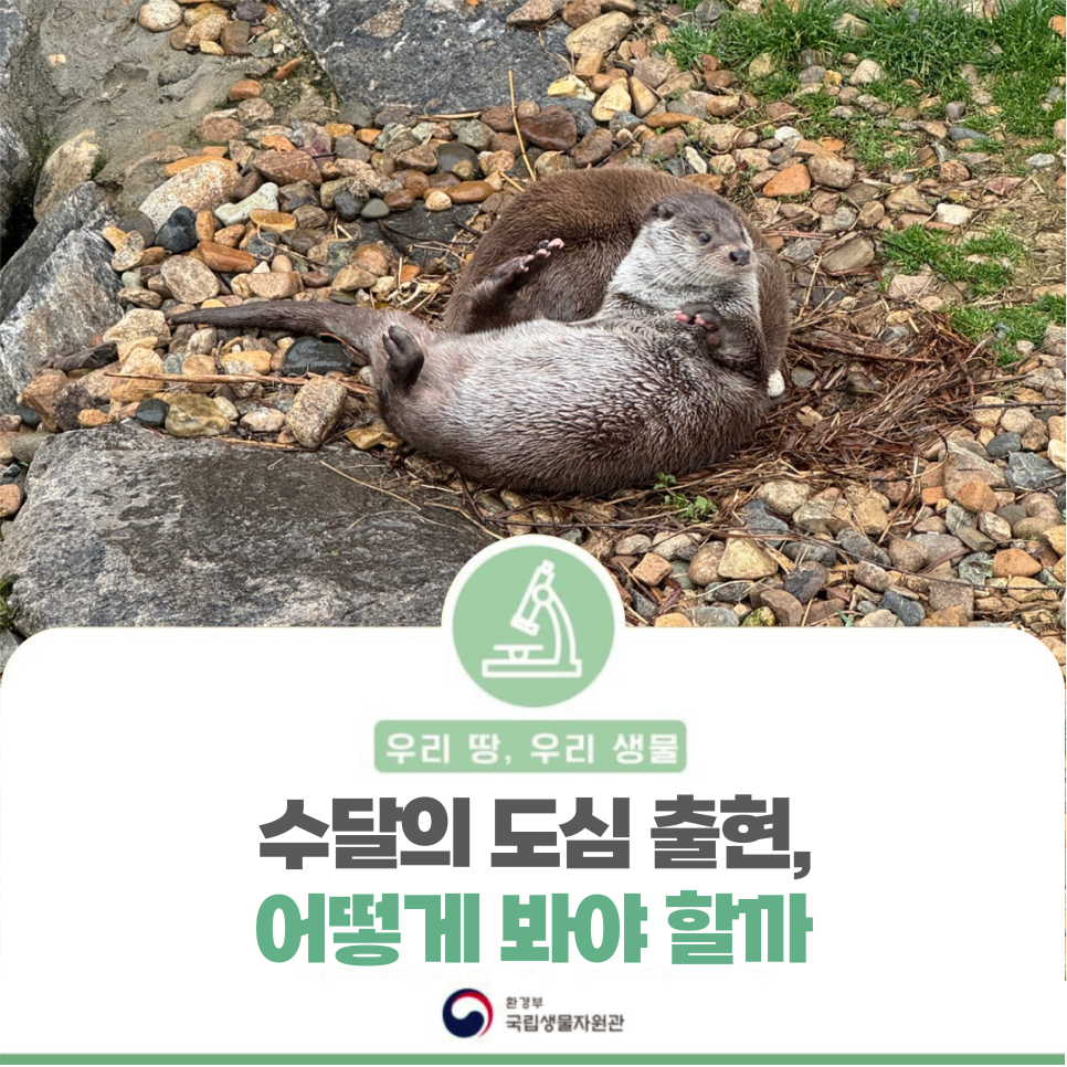 [우리땅,우리생물] 수달의 도심 출현, 어떻게 봐야 할까