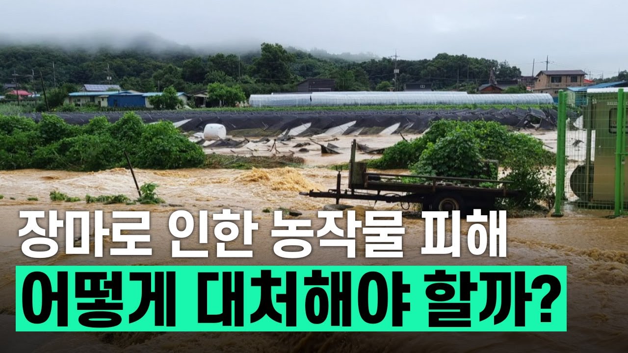 [핫클립] 장마로 인한 농작물 피해, 어떻게 대처해야 할까?