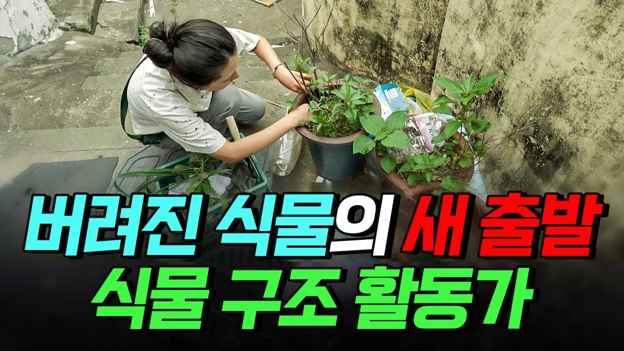 [핫클립] 버려진 식물을 구하는 식물 구조 활동가
