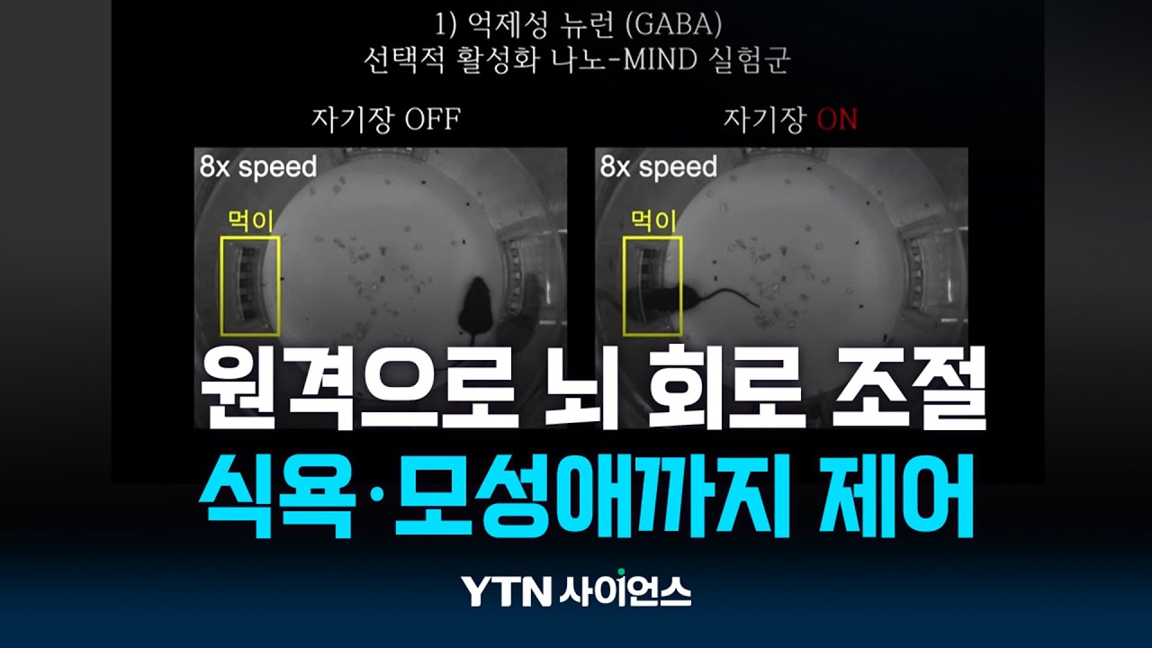 원격으로 뇌 회로 조절...자기장 켜니 모성애까지 생겨