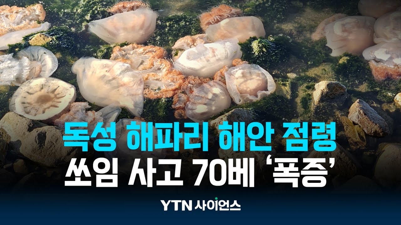 해안 점령한 독성 해파리...쏘임 사고 70배 '폭증'
