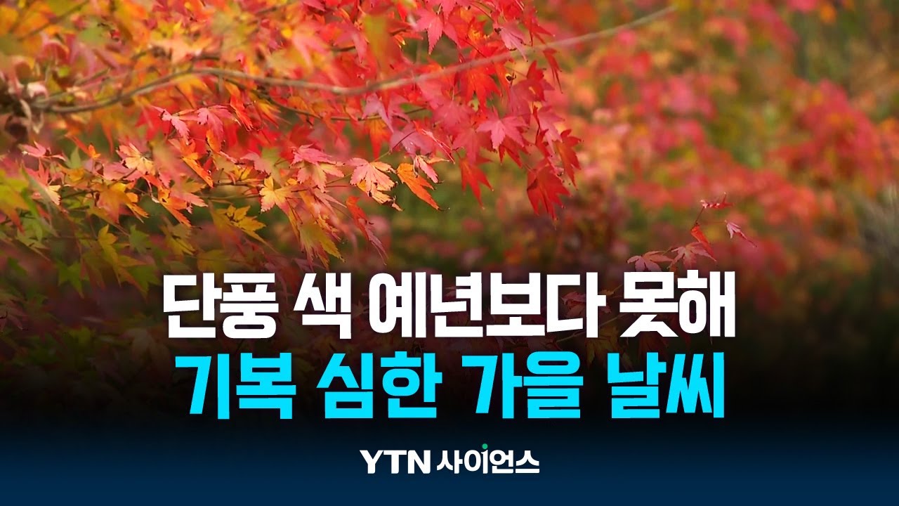 지각 단풍에 아쉬운 가을빛...'롤러코스터' 날씨 탓