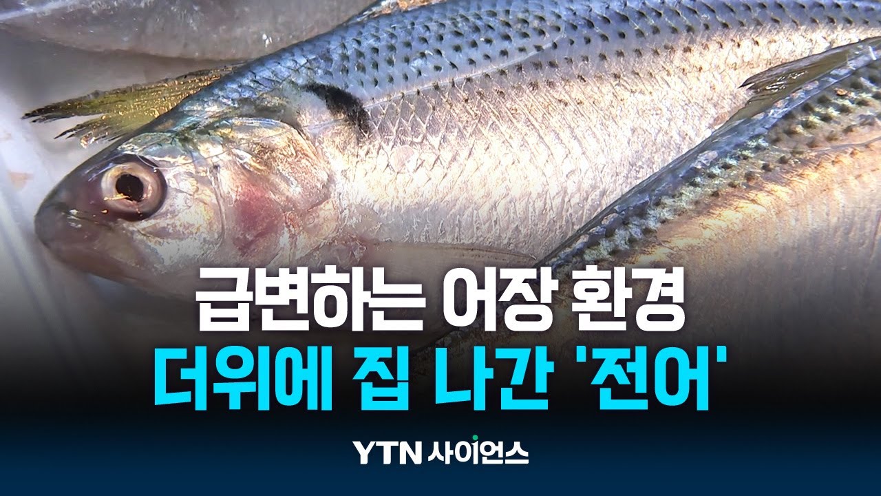 더위에 집 나간 '가을 전어'...급변하는 어장 환경