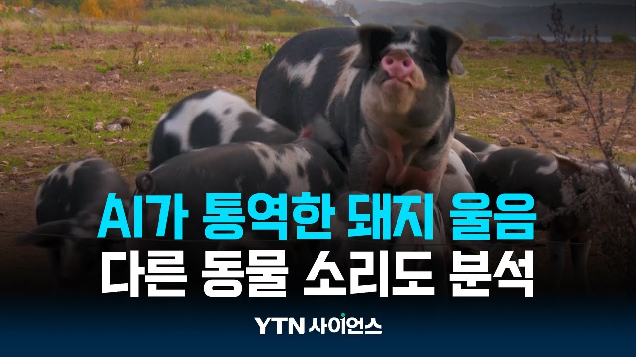 돼지가 행복할 때 내는 소리는?...AI가 통역한 돼지 울음
