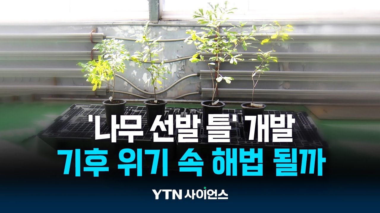 메마른 땅에서 잘 자라는 나무 찾는다...참나무류 건조 내성 기준 마련