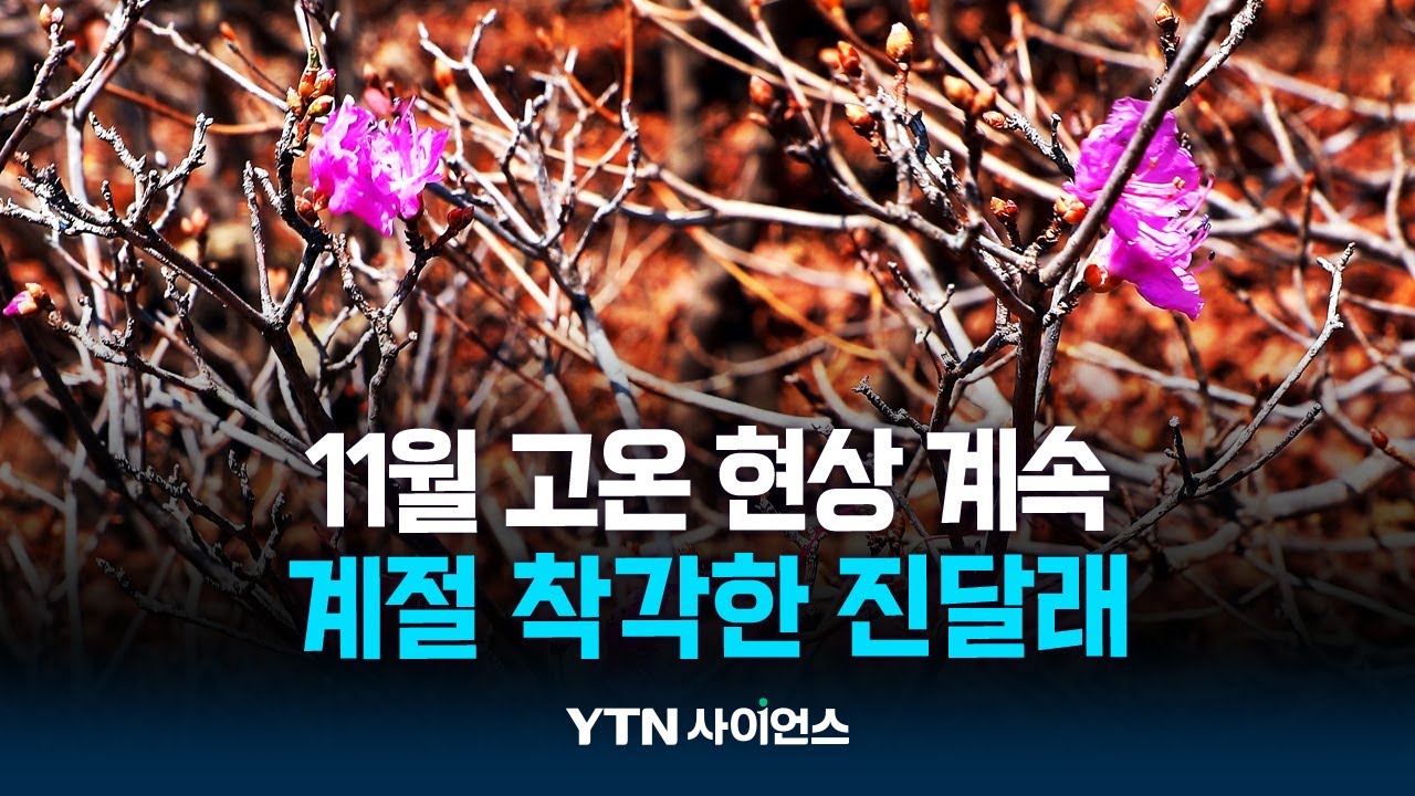 11월에 핀 진달래 