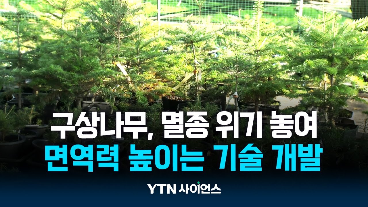 크리스마스트리 구상나무 고사 위기...우리 손으로 극복한다!