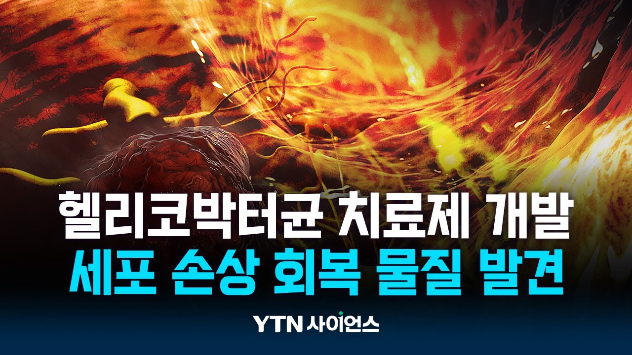 '위암 유발' 헬리코박터균 잡을 새 치료약물 찾았다...손상 기전도 규명