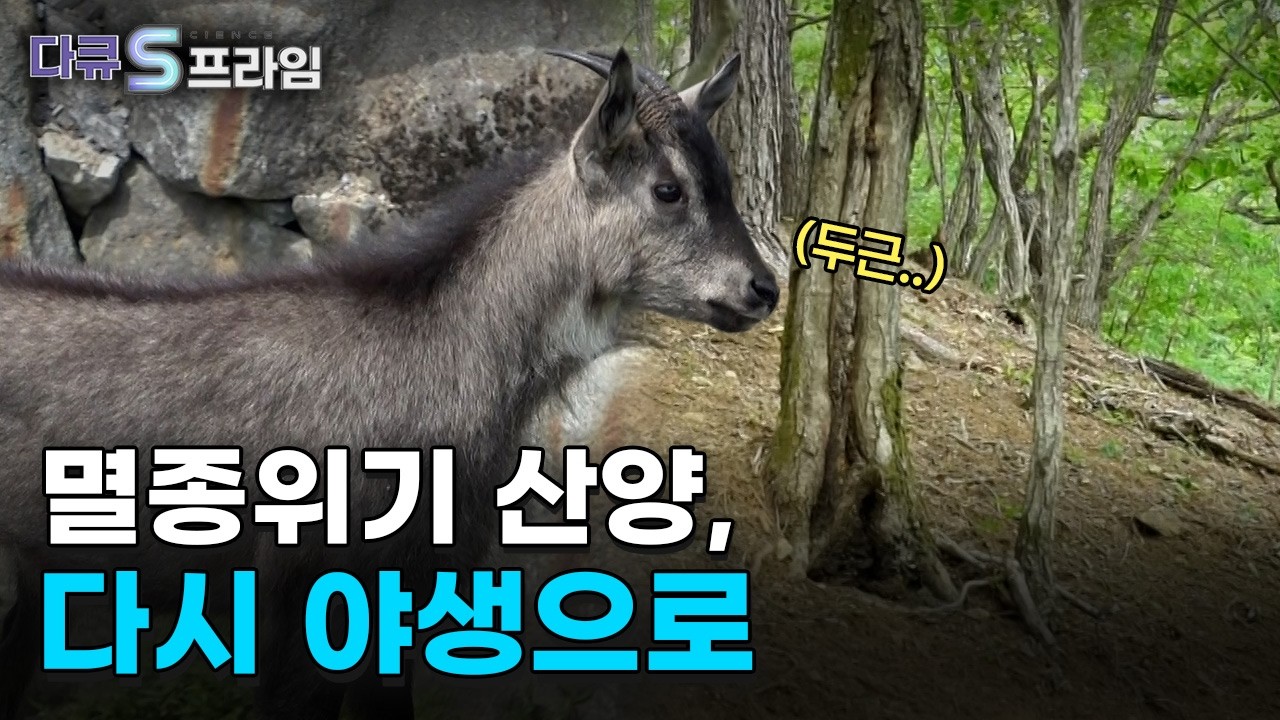 [다큐s프라임] 산양을 복원하는 사람들