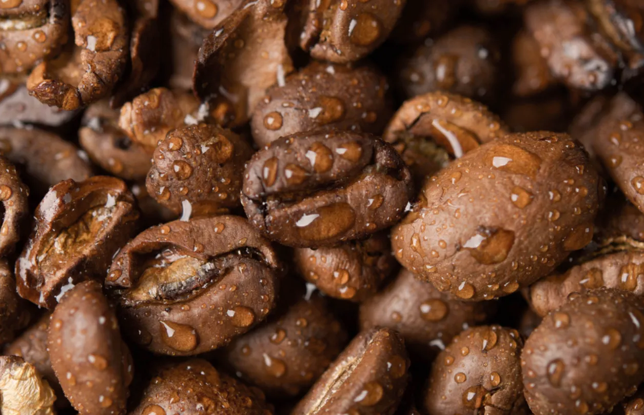 [과학향기 Story] 원두 갈기 전, 물 “칙칙” 찐~한 커피 만드는 과학적 비법