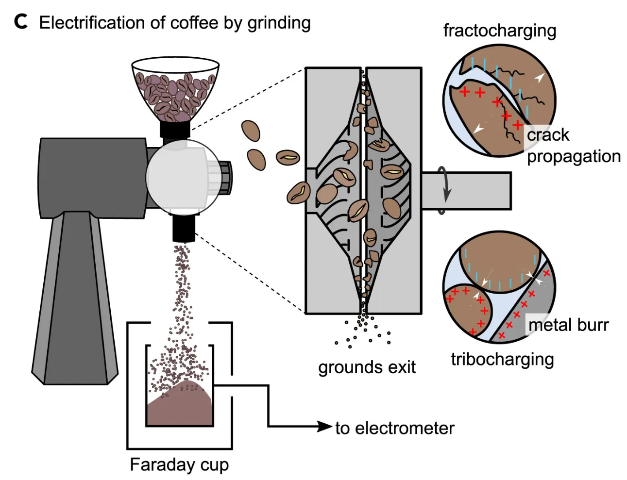 [과학향기 Story] 원두 갈기 전, 물 “칙칙” 찐~한 커피 만드는 과학적 비법