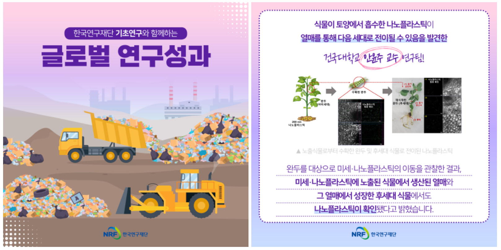 한국연구재단 기초연구와 함께하는 글로벌 ㅕㅇㄴ구성과 식물이 토양에서 흡수한 나노플라스틱이 열매를 통해 다음 세대로 전이될 수 있음을 발견함 건국대학교 안윤주 교수 연구팀! / 노출식물로부터 수확한 완두 및 후세대 식물로 전이된 나노플라스틱 / 완두를 대상으로 미세·나노플라스틱의 이동을 관찰한 결과, 미세·나노플라스틱에 노출된 식물에서 생산된 열매와 그 열매에서 성장한 후세대 식물에서도 나노플라스틱이 확인됐다고 밝혔습니다.