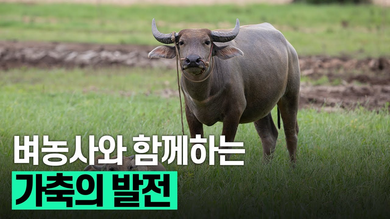 벼